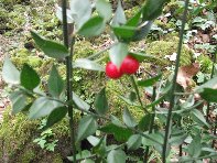 sco dello Scacchiere-20110120 107